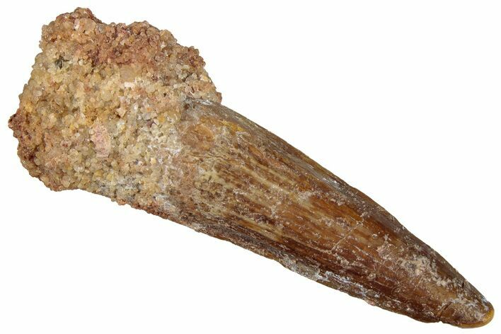 Fossil Spinosaurus Tooth - Real Dinosaur Tooth #299068